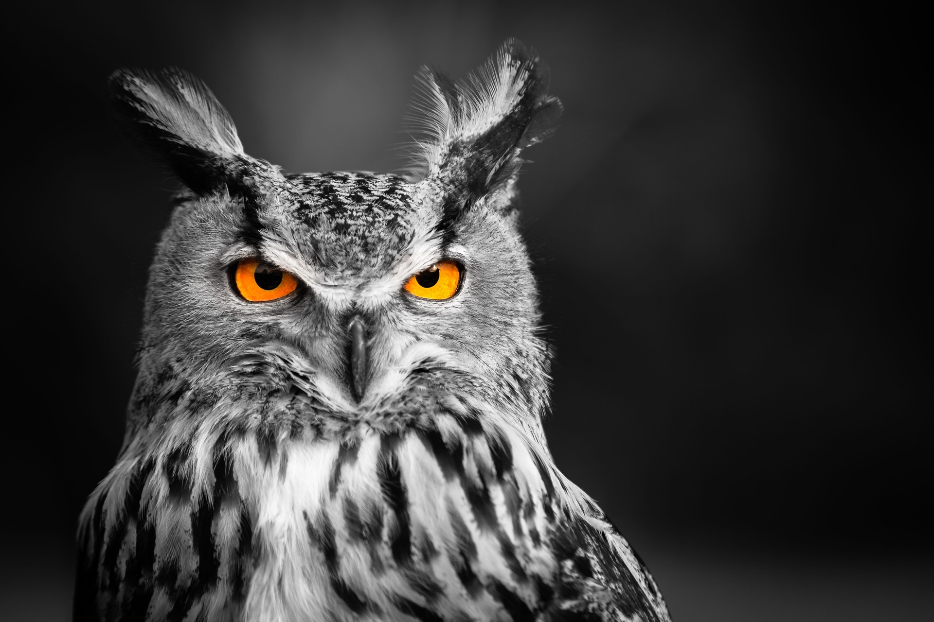 In the eyes of the owl