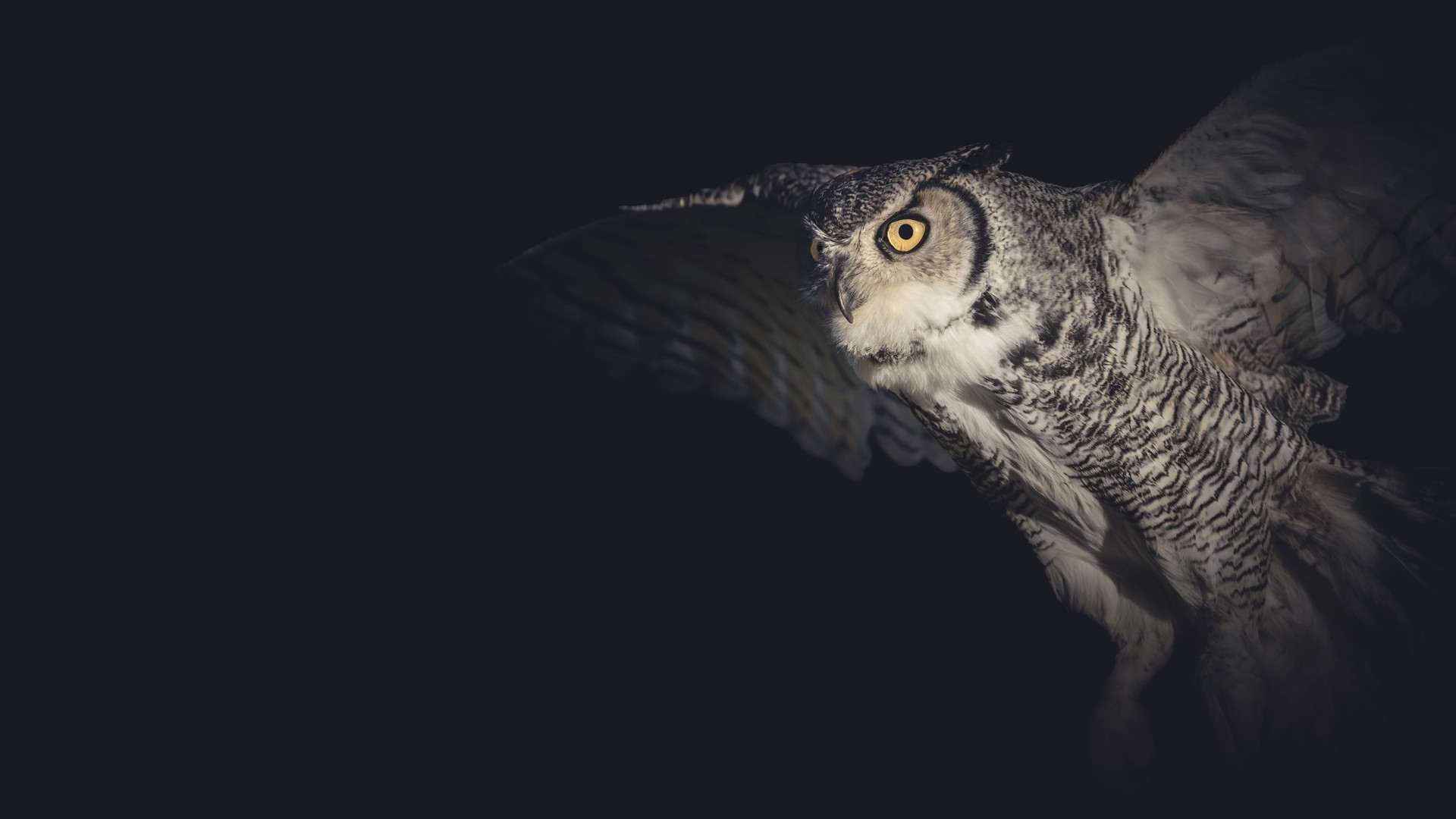 Close-Up Of A Flying Great Horned Owl (Bubo Virginianus)