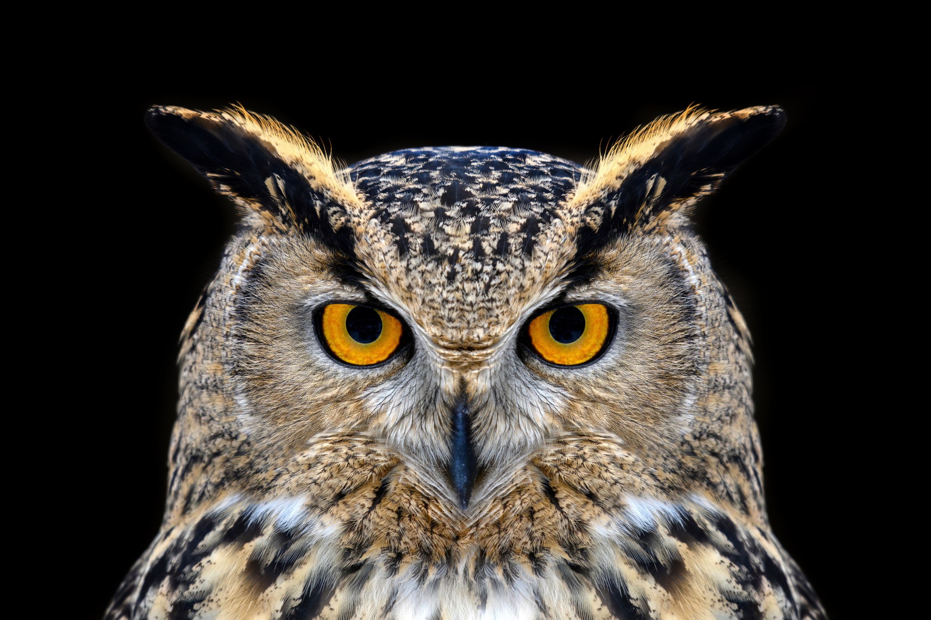 Owl looking big eyes out of the darkness close